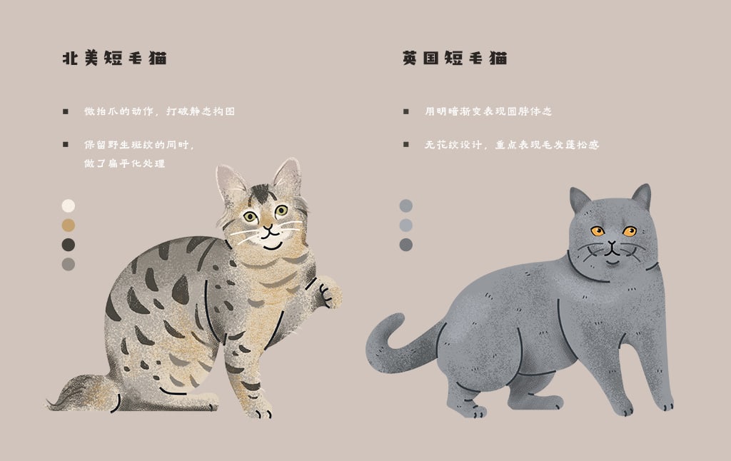 飞屋睿原创扁平风手绘插画案例 科普信息图插画设计 猫咪的种类 北美短毛猫与英国短毛猫形象细节解析