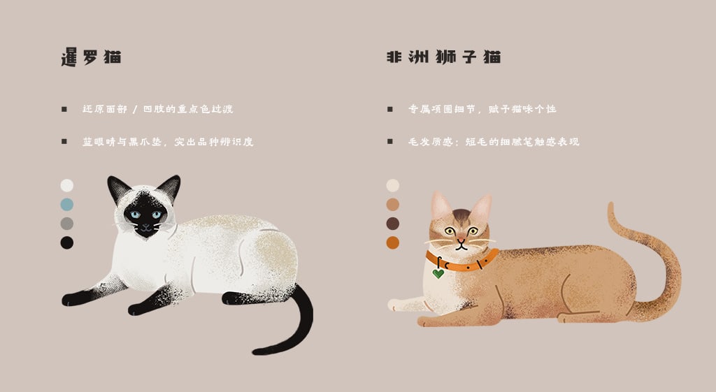 飞屋睿原创扁平风手绘插画案例 科普信息图插画设计 猫咪的种类 暹罗猫与非洲狮子猫形象细节解析