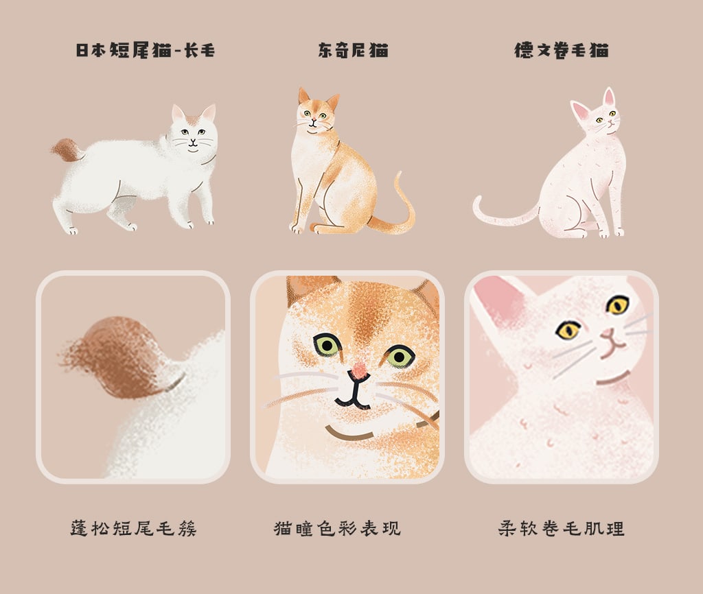 飞屋睿原创扁平风手绘插画案例 科普信息图插画设计 猫咪的种类 信息图装饰画商用场景应用展示