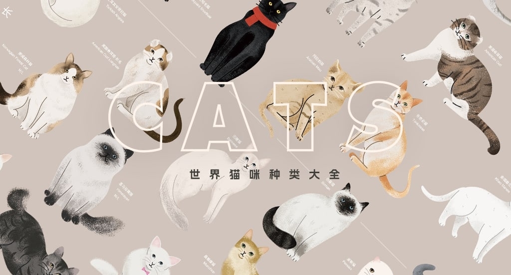 猫咪的种类：科普信息图插画定制